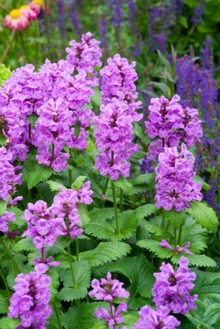 STACHYS macrantha (1297)